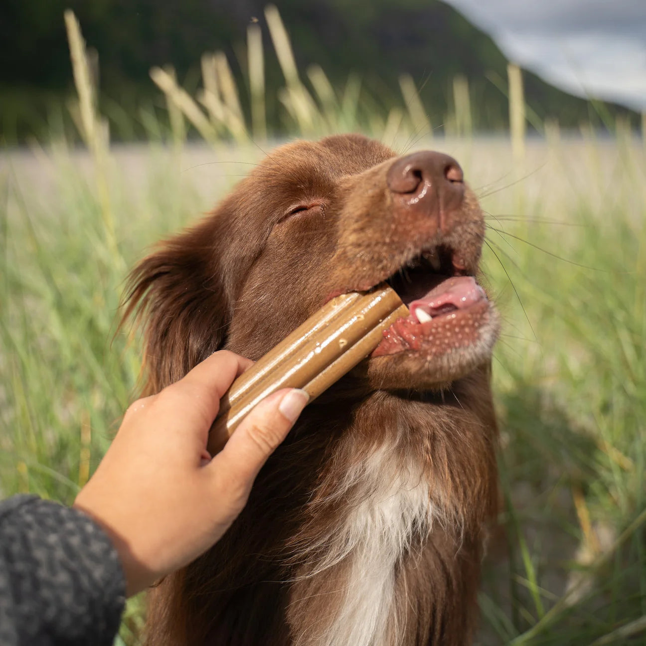 Tannpinnar úr gulrót og graskeri fyrir stórar hundakyn