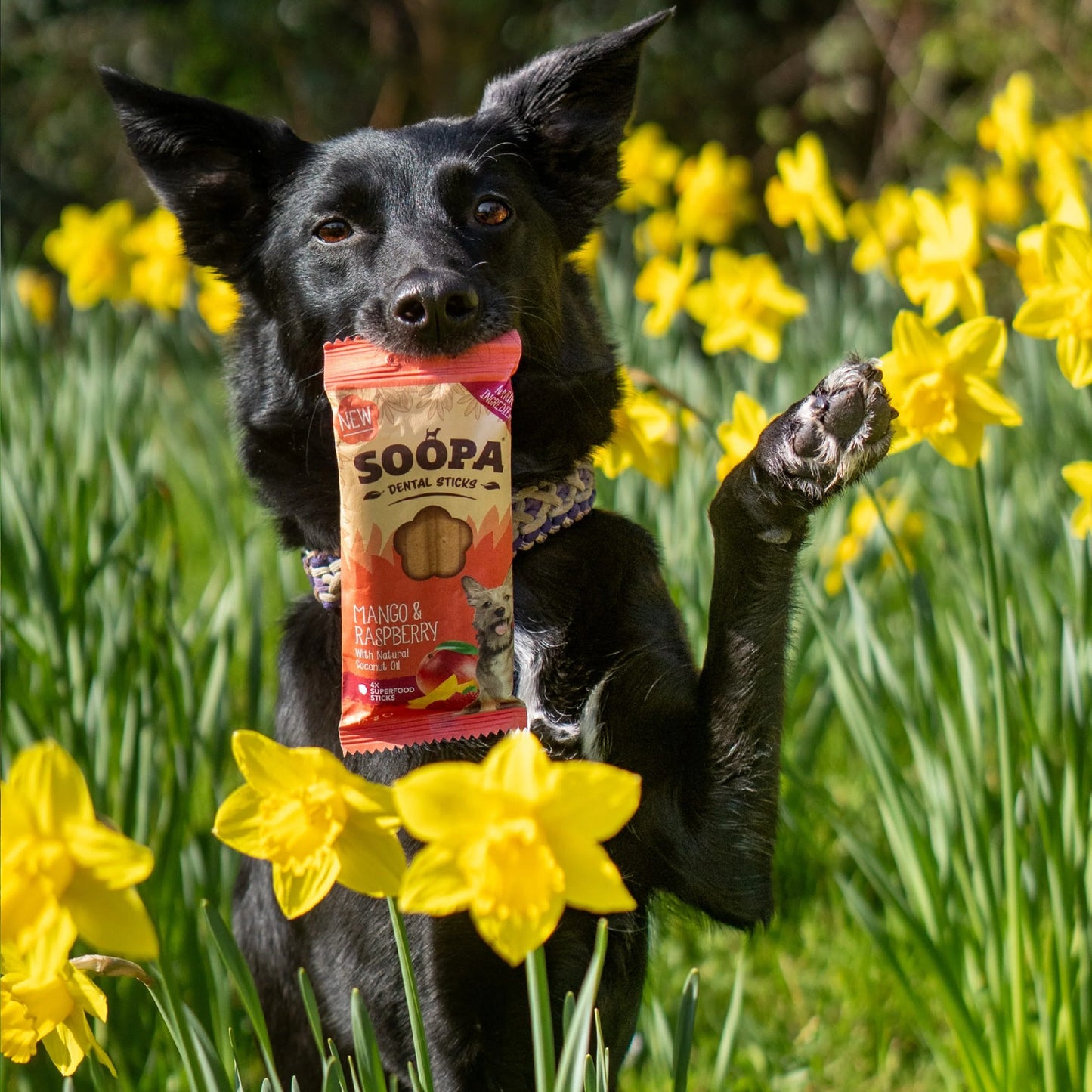 Mangó og hindberja tannpinnar