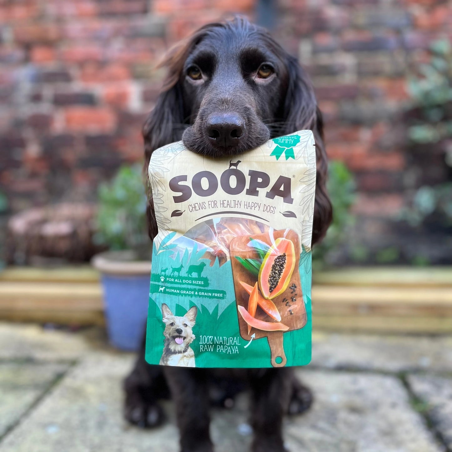 Natural Papaya Chews