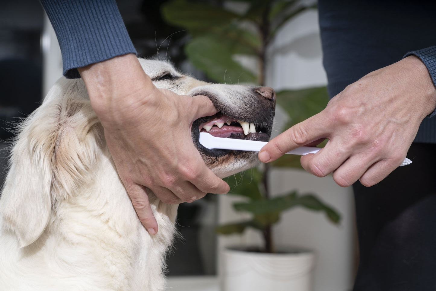 Virbac Enzymatic Toothpaste for Dogs and Cats